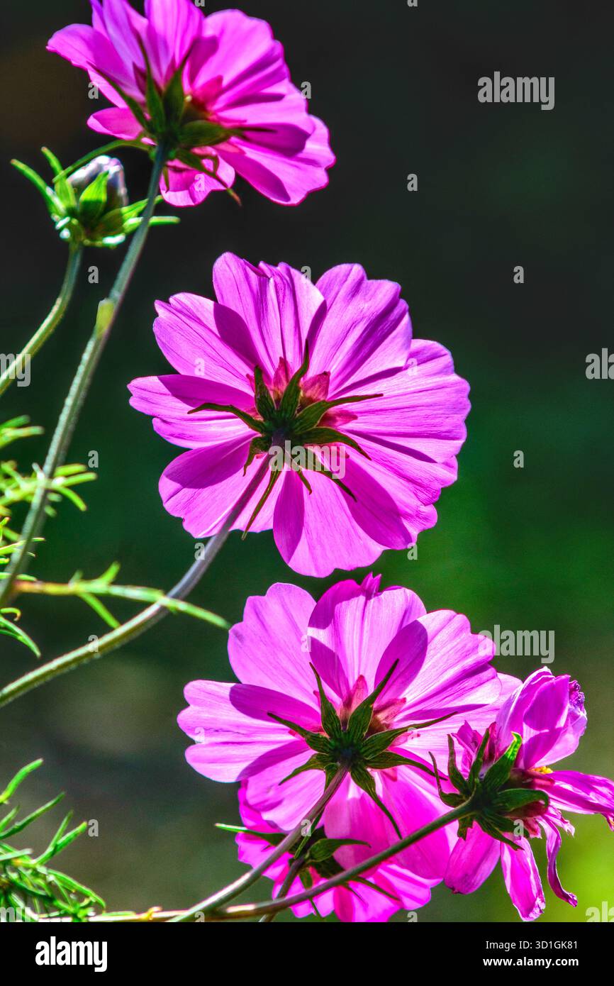 Gruppo di fiori da giardino erbacei Cosmos retroilluminati di rosa viola brillante - Francia centrale. Foto Stock