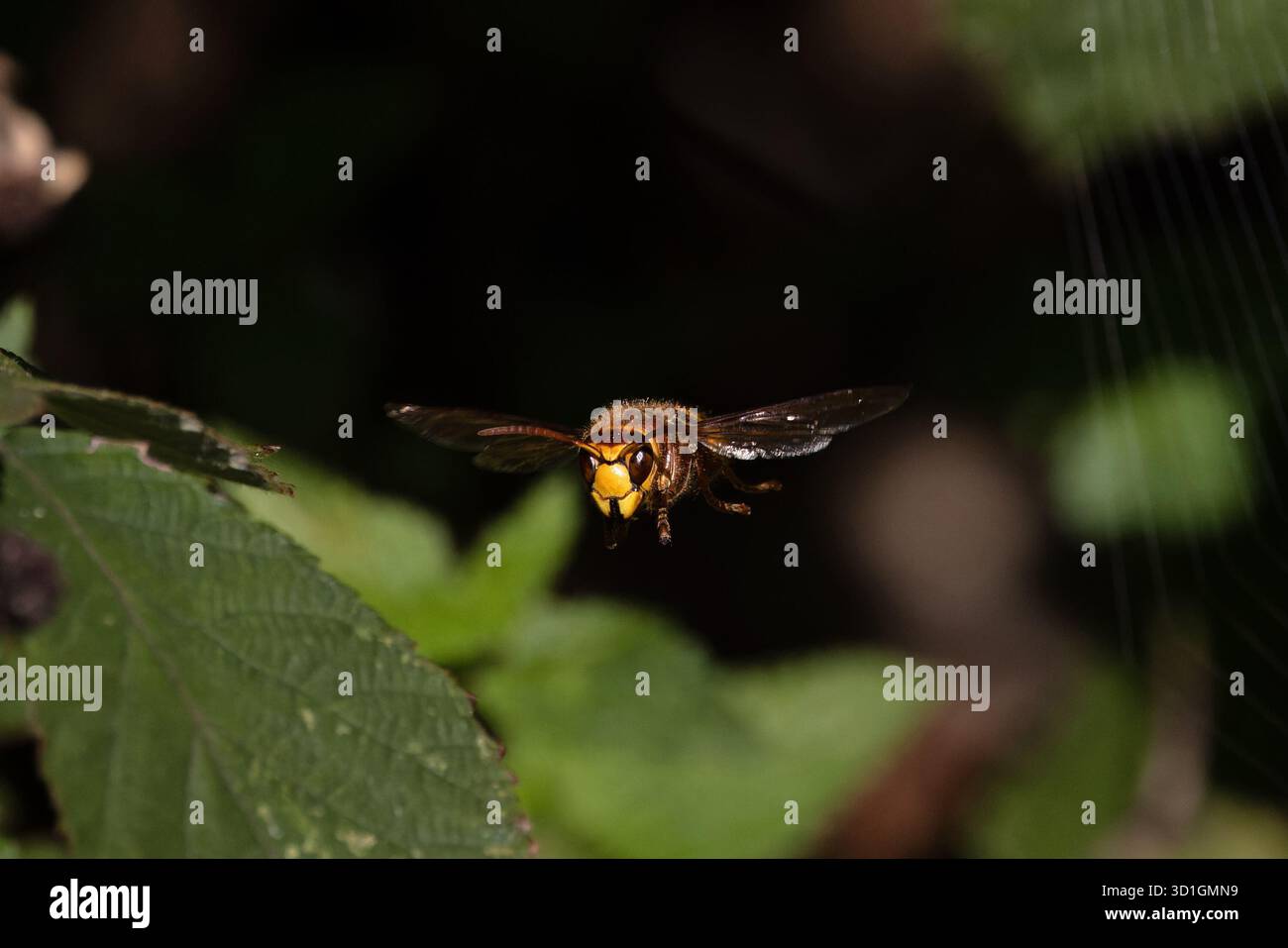 Calabrone europeo (Vespa crabro) Norfolk ottobre 2025 Foto Stock