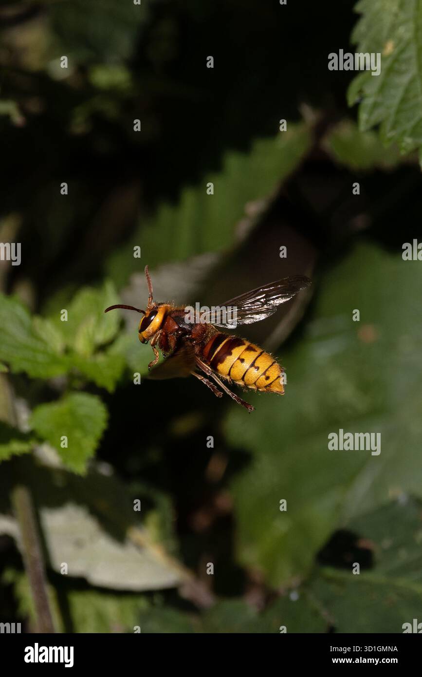 Calabrone europeo (Vespa crabro) Norfolk ottobre 2025 Foto Stock