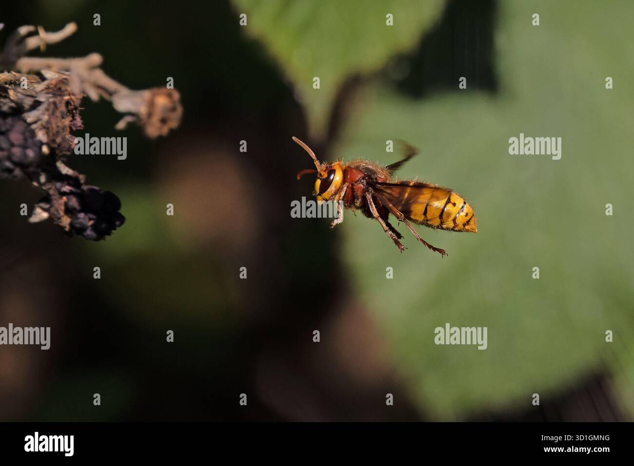 Calabrone europeo (Vespa crabro) Norfolk ottobre 2025 Foto Stock