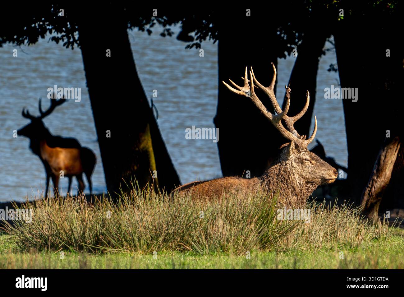 Maestoso cervo rosso (Cervus elaphus) cervo con grandi corna che riposano in praterie sulla riva del lago durante il rut in autunno / autunno Foto Stock