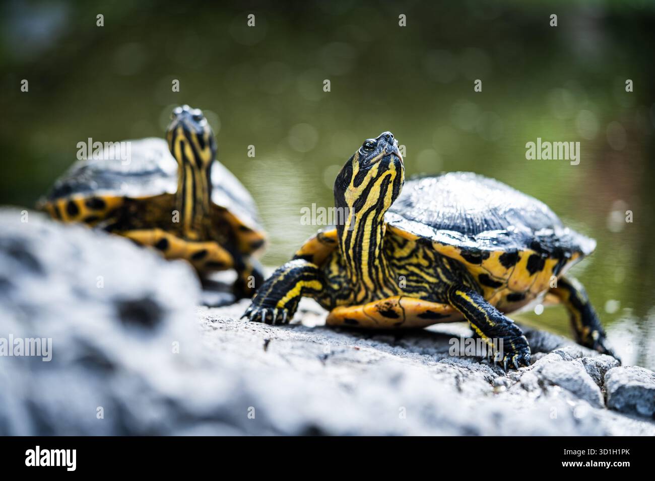 Two Turtles Basking on Rock - rettili, fauna selvatica, natura Foto Stock