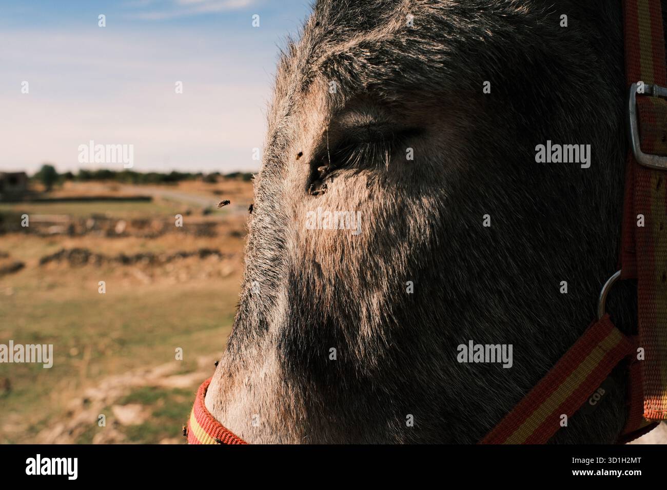 Asino che guarda una mosca sul viso in un campo soleggiato, la Spagna. Foto Stock