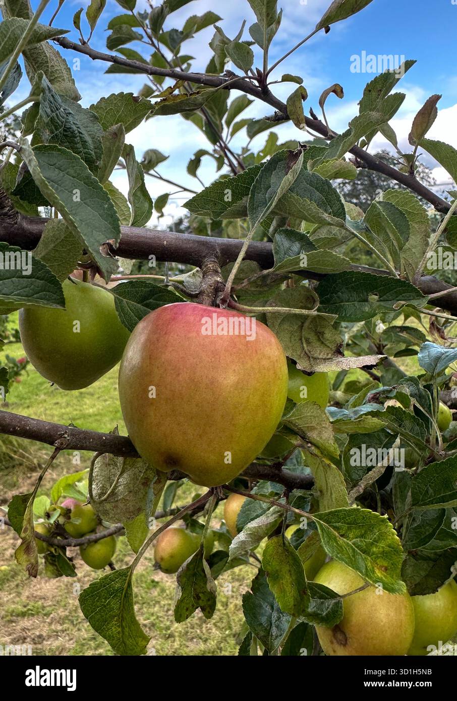 Apple on a Tree, Community Orchard, Marple. Foto Stock