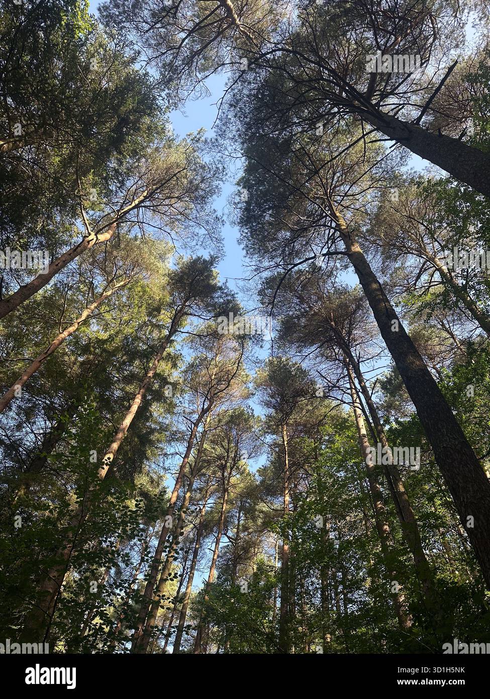 Pini scozzesi, foresta di Dalbeattie, Dalbeattie, Dumfries, Scozia Foto Stock