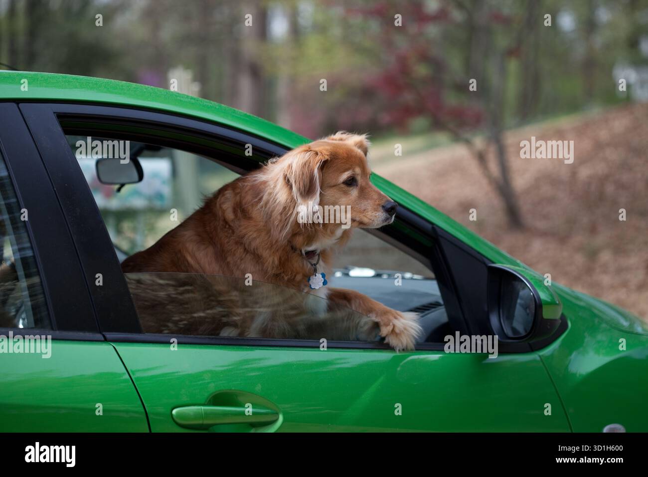 Goldie, il cane che sembra guidare o guidare un'auto verde. Foto scattata negli Stati Uniti, dove le auto sono con guida a sinistra. Vengo dall'Inghilterra e guido con la destra Foto Stock