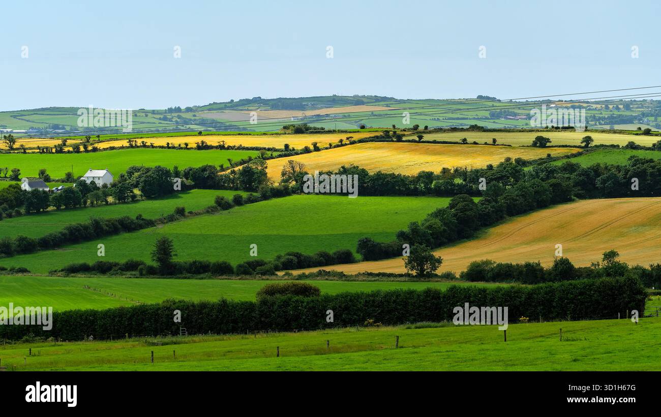 Campi verdi e dorati si estendono attraverso il paesaggio di West Cork, Irlanda. Colline lontane sorgono sotto un cielo limpido. Rigogliosi siepi e alcuni edifici lo fanno Foto Stock