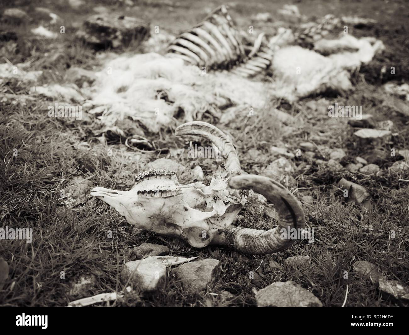Scheletro animale e resti di lana giacciono su erba verde in un campo roccioso, mostrando segni di decomposizione. Foto Stock