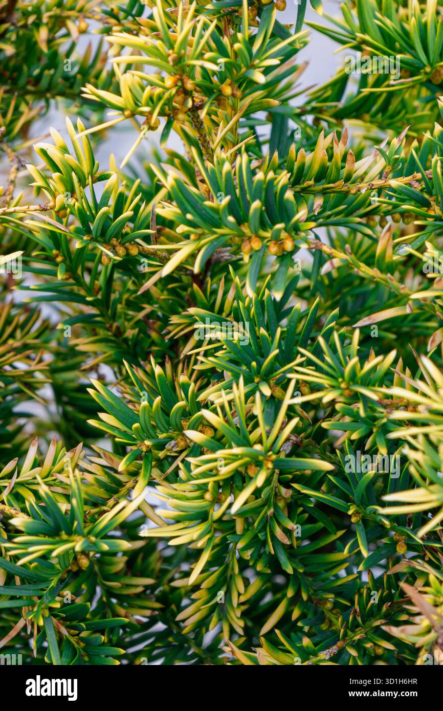 Primo piano di un vivace arbusto del giardino con foglie ad ago verdi e gialle. La consistenza densa e il contrasto di colore evidenziano una crescita sana e naturale Foto Stock