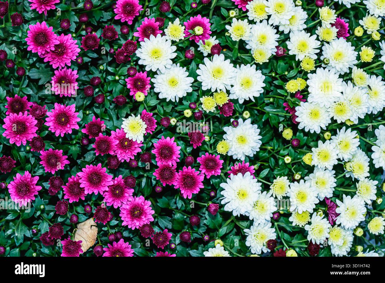 Splendidi fiori di crisantemo rosa e bianco con centri gialli luminosi creano un ricco tappeto floreale in un giardino. I colori vivaci e il verde denso Foto Stock
