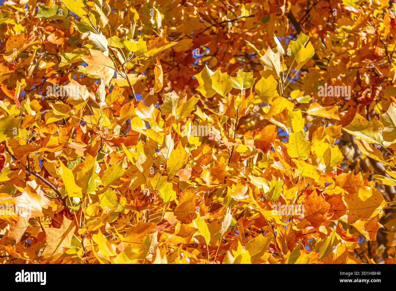 Foglie autunnali colorate sull'albero di Liriodendron tulipifera, vivaci tonalità di giallo, arancione e rosso che evidenziano la bellezza della natura stagionale. Tulip Poplar Tree i Foto Stock