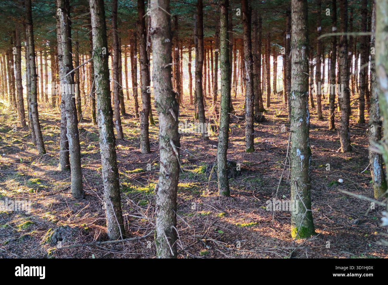 Luce dorata che filtra attraverso la fitta foresta di abeti rossi Foto Stock