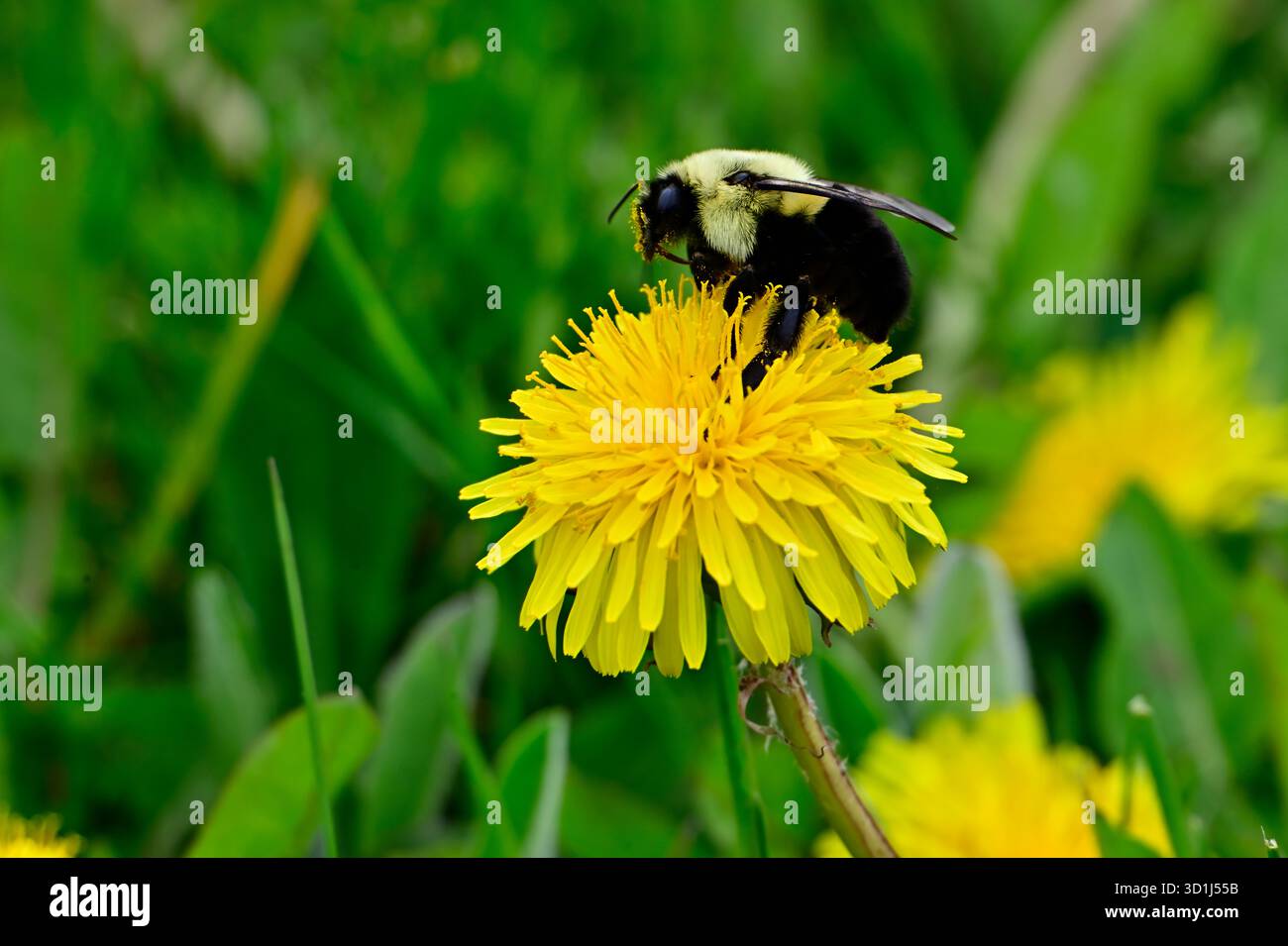 Un comune Eastern Bumble Bee, 'Bombus impatiens', che va in cerca di nettare nella stagione primaverile sull'Isola del Principe Edoardo nel Canada orientale. Foto Stock