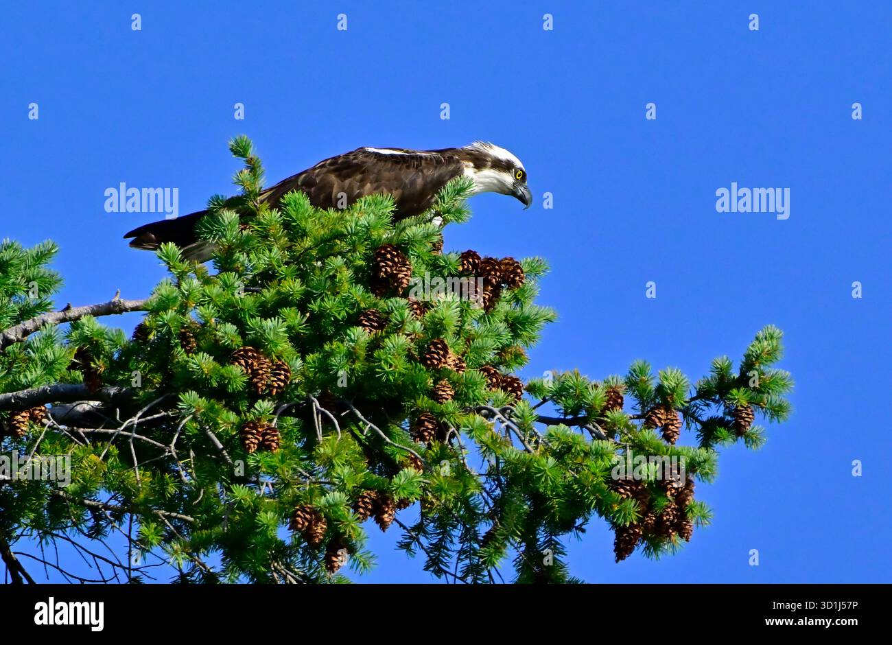 Un Osprey adulto, (Pandion haliaetus), arroccato su un alto abete rosso che guarda la costa alla ricerca di pesci sull'Isola di Vancouver, Columbia Britannica, Canada Foto Stock