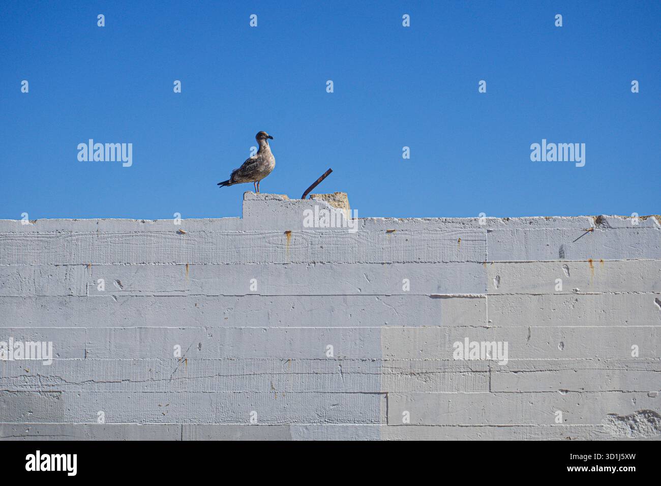 Seagull on White Wall – minimalista scenario costiero, California Foto Stock