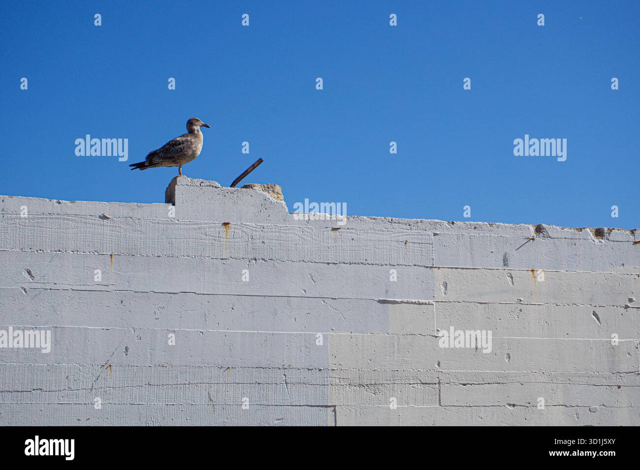 Seagull on White Wall – minimalista scenario costiero, California Foto Stock