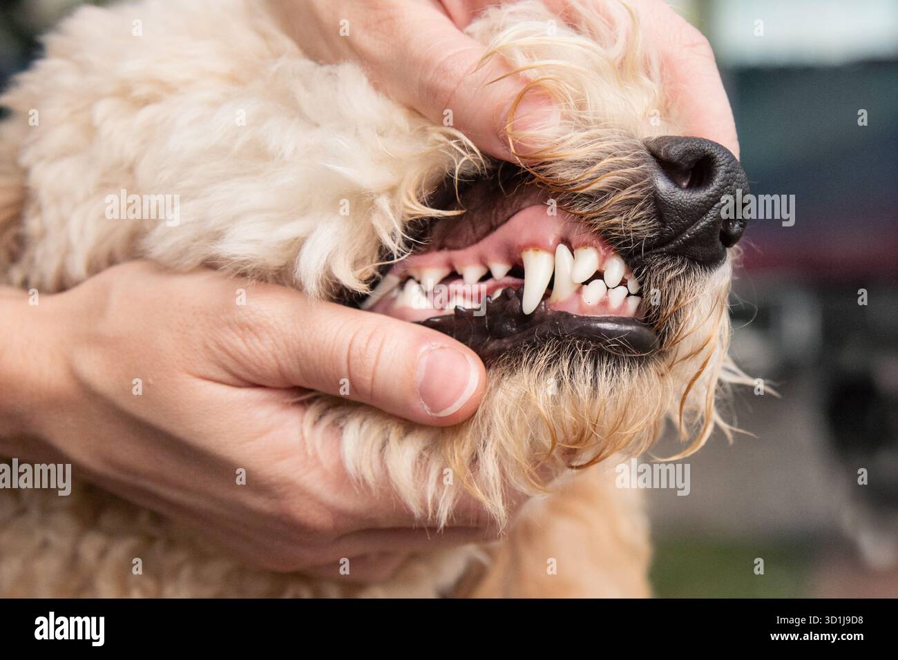 Primo piano di una persona che tiene aperta la bocca di un cane goldendoodle (Groodle) per controllarne i denti Foto Stock