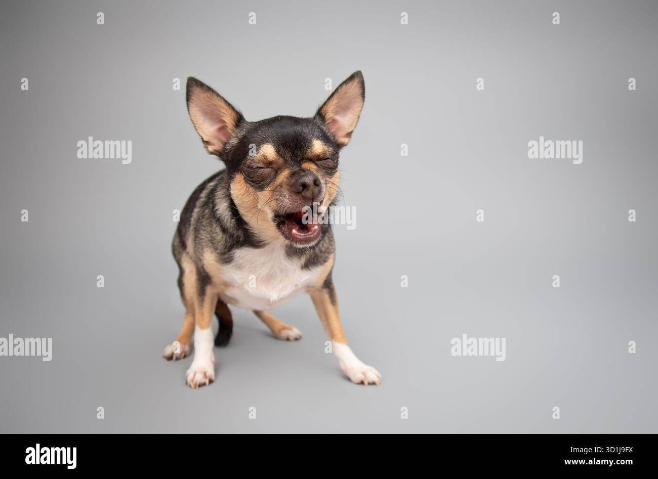 Ritratto di un cane Chihuahua tricolore con bocca aperta e occhi chiusi Foto Stock