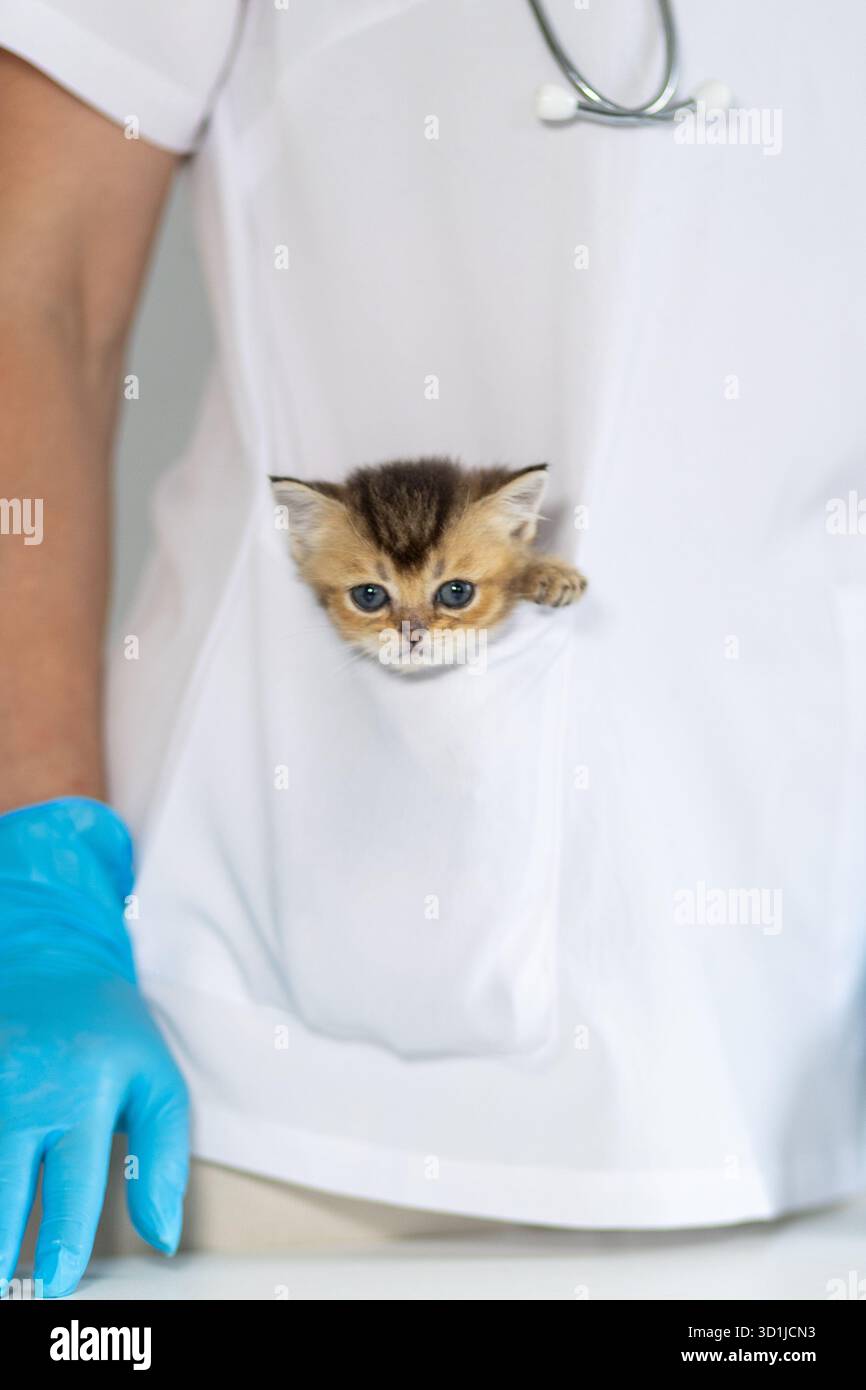 Un piccolo gattino con gli occhi azzurri colpisce la testa fuori dalla tasca bianca del cappotto di un veterinario. Il veterinario indossa guanti blu e si prepara al controllo Foto Stock
