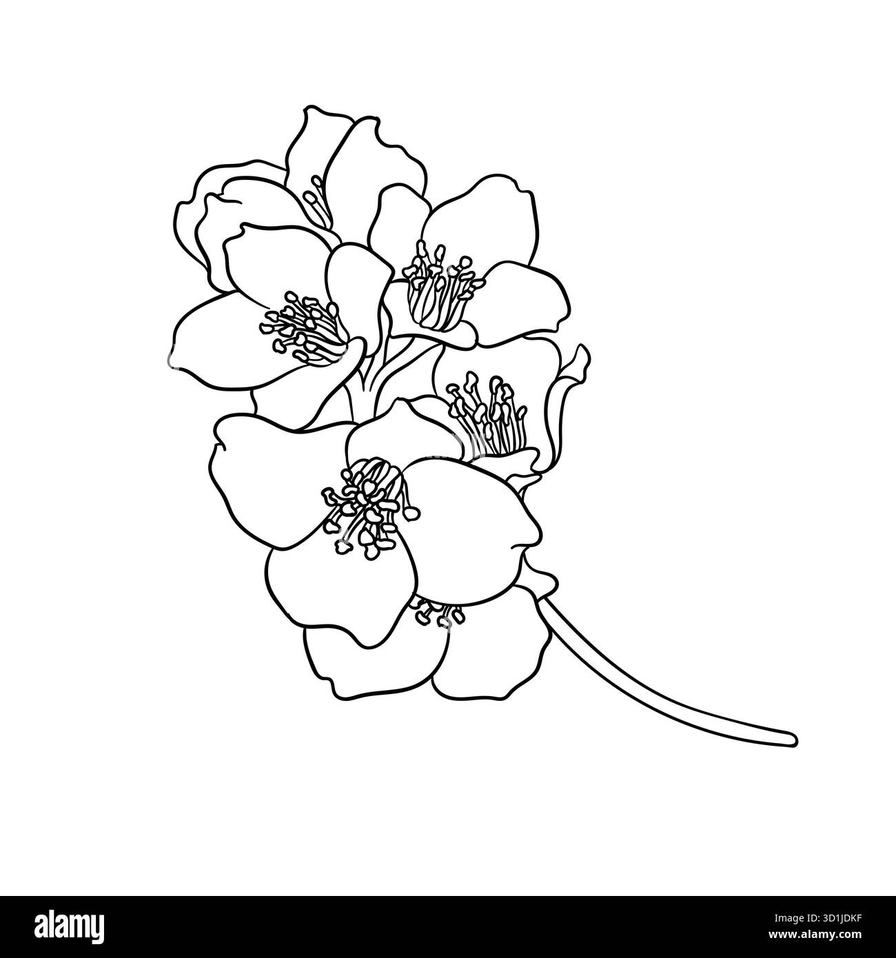 profilo di gelsomino con fiori di ramoscello bianco e nero isolato sullo sfondo. Disegnare a mano la linea di contorno e tracciare i fiori di ramificazione. Elemento di design per il saluto Illustrazione Vettoriale