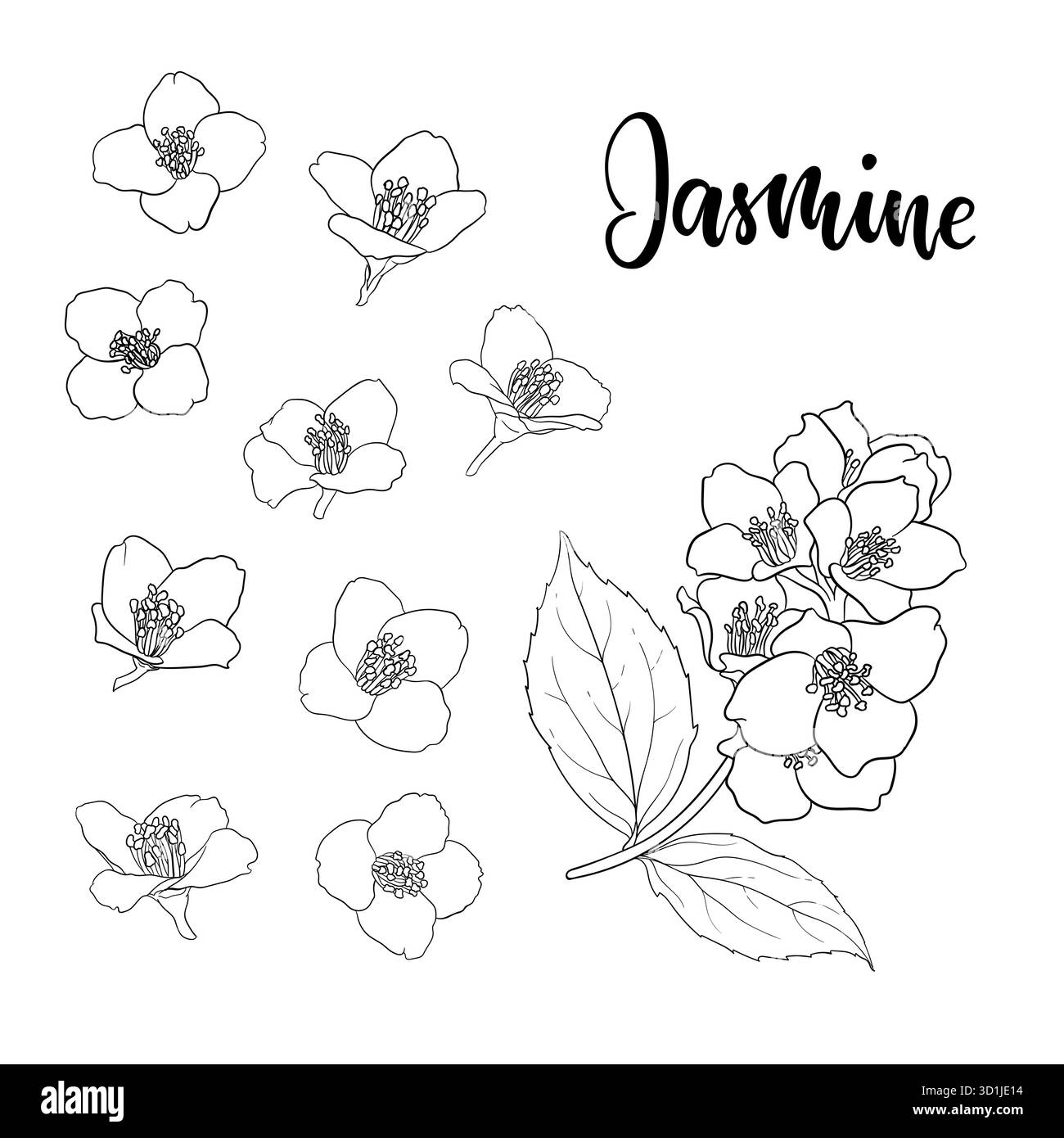 profilo di gelsomino con fiori di ramoscello bianco e nero isolato sullo sfondo. Disegnare a mano la linea di contorno e tracciare i fiori di ramificazione. Elemento di design per il saluto Illustrazione Vettoriale