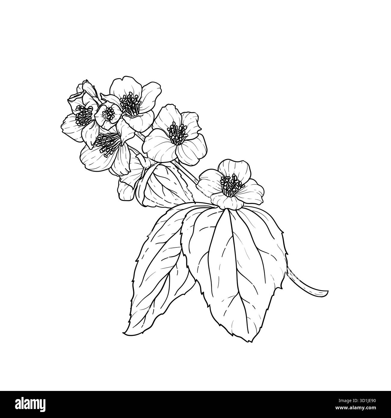 profilo di gelsomino con fiori di ramoscello bianco e nero isolato sullo sfondo. Disegnare a mano la linea di contorno e tracciare i fiori di ramificazione. Elemento di design per il saluto Illustrazione Vettoriale