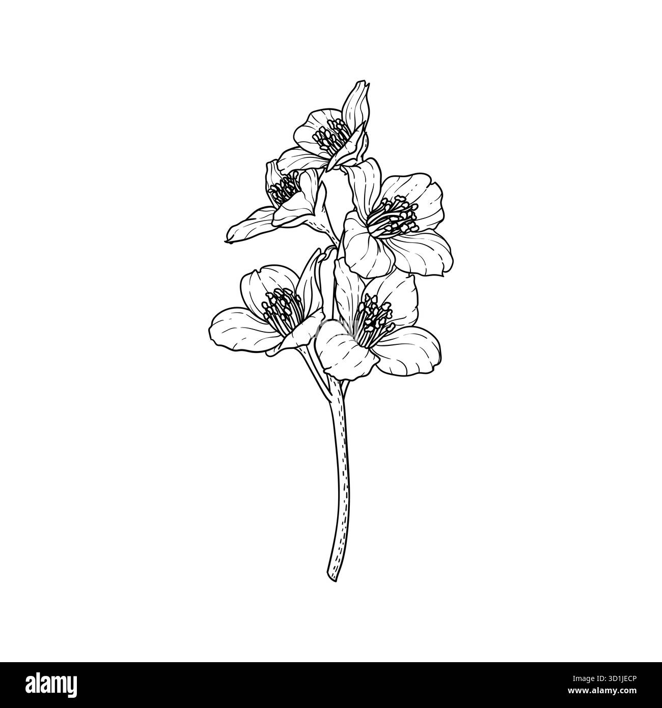 profilo di gelsomino con fiori di ramoscello bianco e nero isolato sullo sfondo. Disegnare a mano la linea di contorno e tracciare i fiori di ramificazione. Elemento di design per il saluto Illustrazione Vettoriale