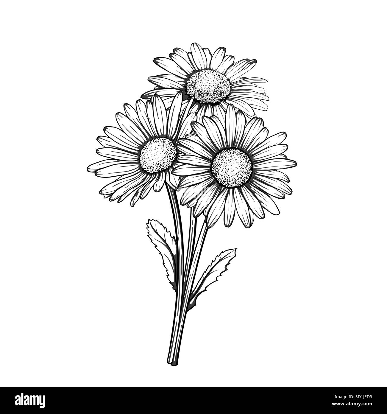 splendidi fiori monocromatici, neri e bianchi con bouquet a margherita isolato. Per biglietti d'auguri e inviti al matrimonio, compleanno, San Valentino Illustrazione Vettoriale