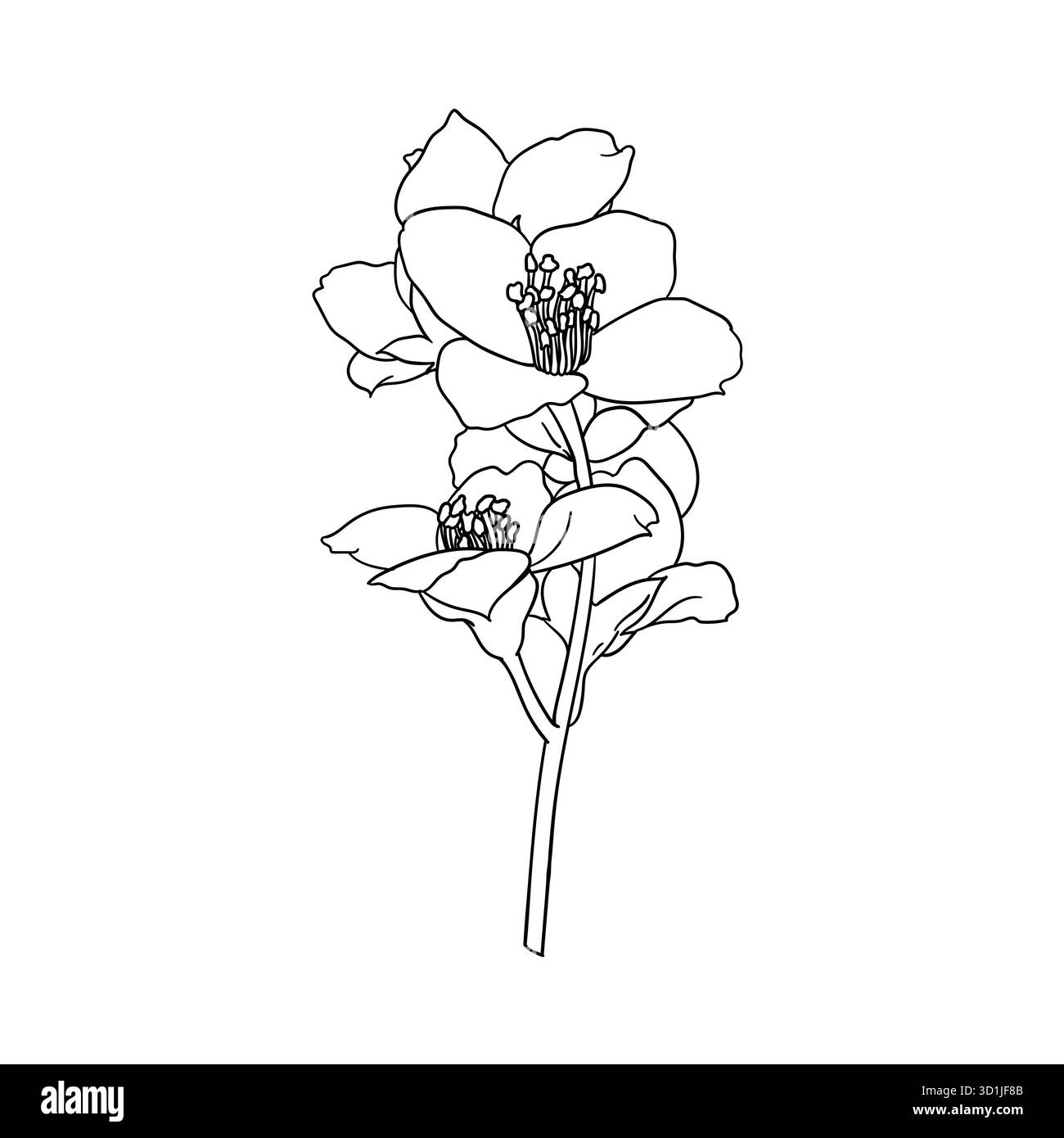 profilo di gelsomino con fiori di ramoscello bianco e nero isolato sullo sfondo. Disegnare a mano la linea di contorno e tracciare i fiori di ramificazione. Elemento di design per il saluto Illustrazione Vettoriale