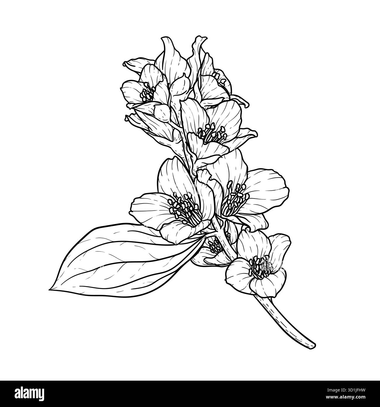 profilo di gelsomino con fiori di ramoscello bianco e nero isolato sullo sfondo. Disegnare a mano la linea di contorno e tracciare i fiori di ramificazione. Elemento di design per il saluto Illustrazione Vettoriale