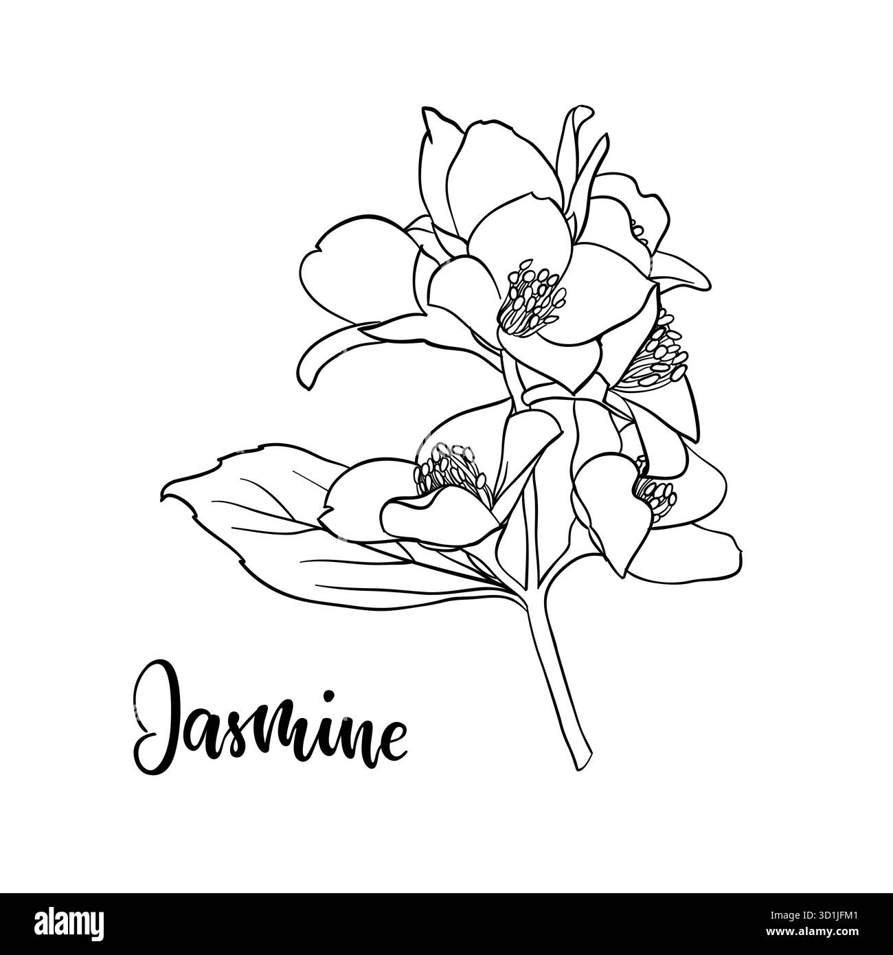 profilo di gelsomino con fiori di ramoscello bianco e nero isolato sullo sfondo. Disegnare a mano la linea di contorno e tracciare i fiori di ramificazione. Elemento di design per il saluto Illustrazione Vettoriale