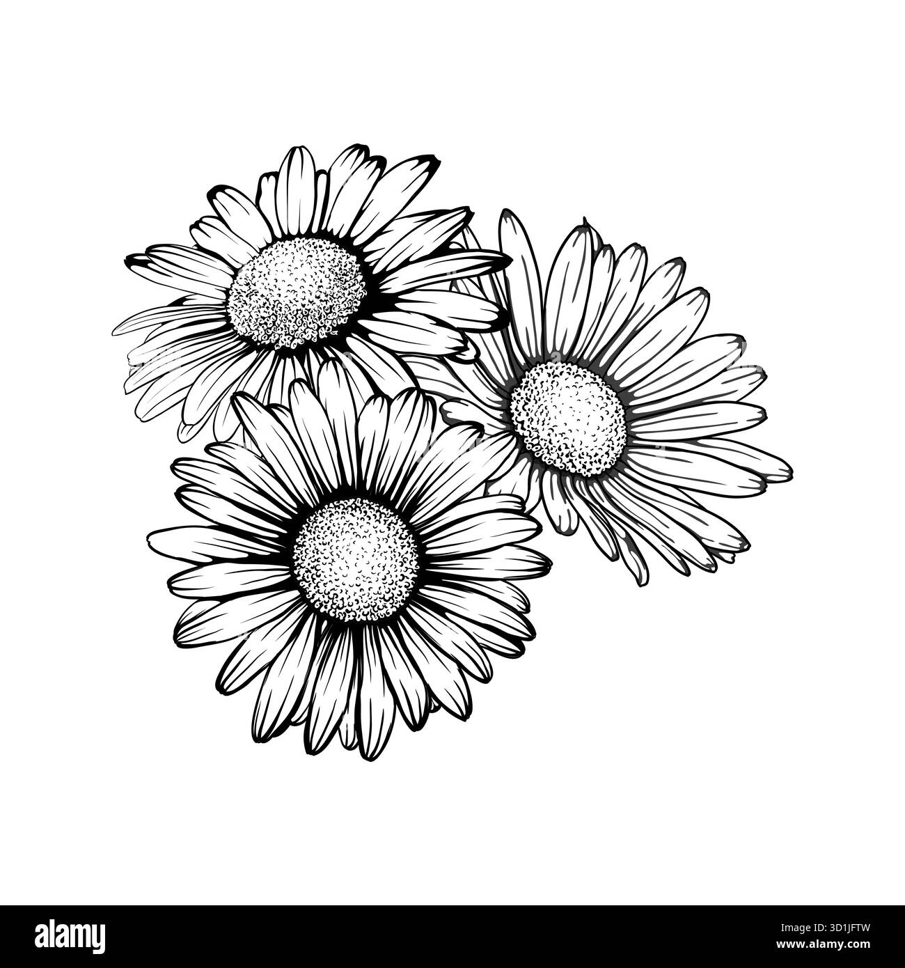 splendidi fiori monocromatici, neri e bianchi con bouquet a margherita isolato. Per biglietti d'auguri e inviti al matrimonio, compleanno, San Valentino Illustrazione Vettoriale