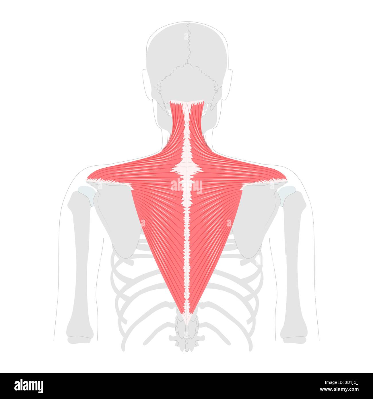Trapezius - grande muscolo umano della schiena e del collo mostrato nella mappa anatomica, a forma di trapezio, responsabile del movimento, della rotazione e della stabilizzazione della scapola, essenziale per la postura e la spalla Illustrazione Vettoriale