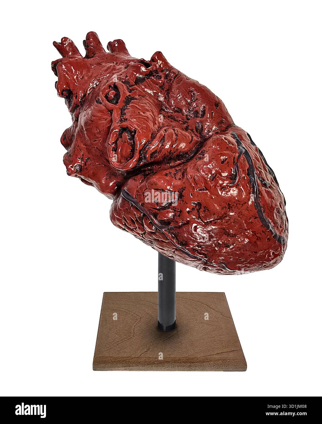 Modello di cuore umano che pompa sangue in tutto il corpo Foto Stock