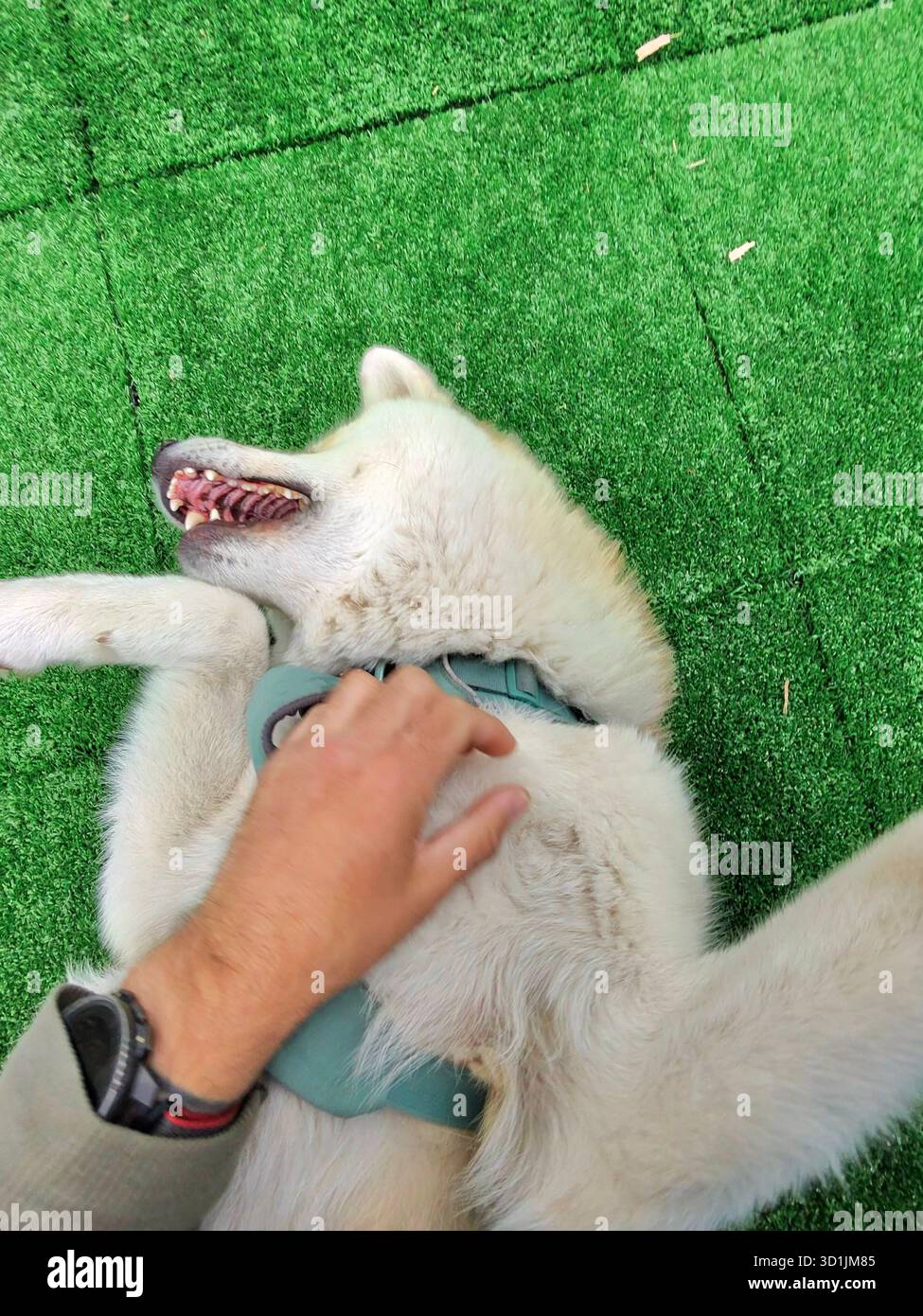 Akita inu cane giapponese Foto Stock