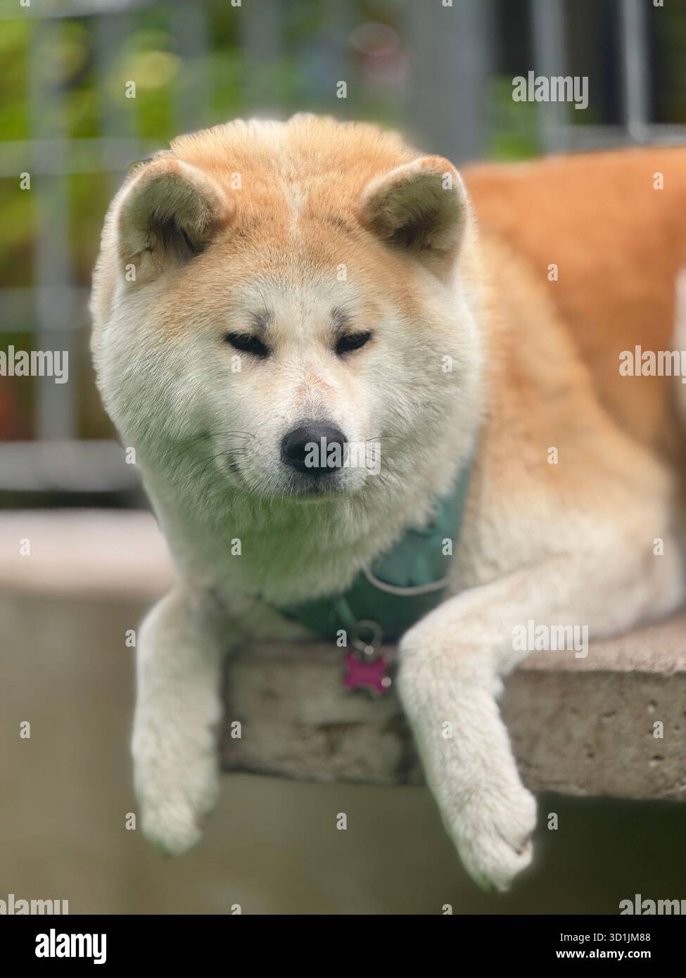 Akita inu cane giapponese Foto Stock