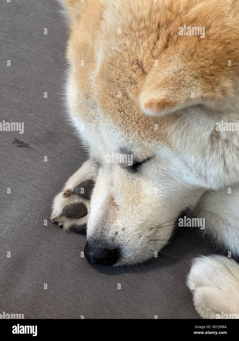 Akita inu cane giapponese Foto Stock