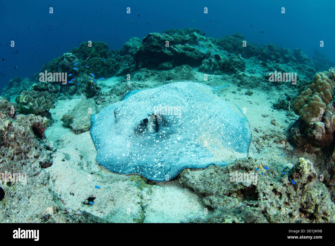 Un raro raggio di porcospino, Urogymnus asperrimus, si trova su un fondo di macerie coralline nel Mare di banda, Indonesia. Questo elasmobranco si nutre di creature bentoniche. Foto Stock