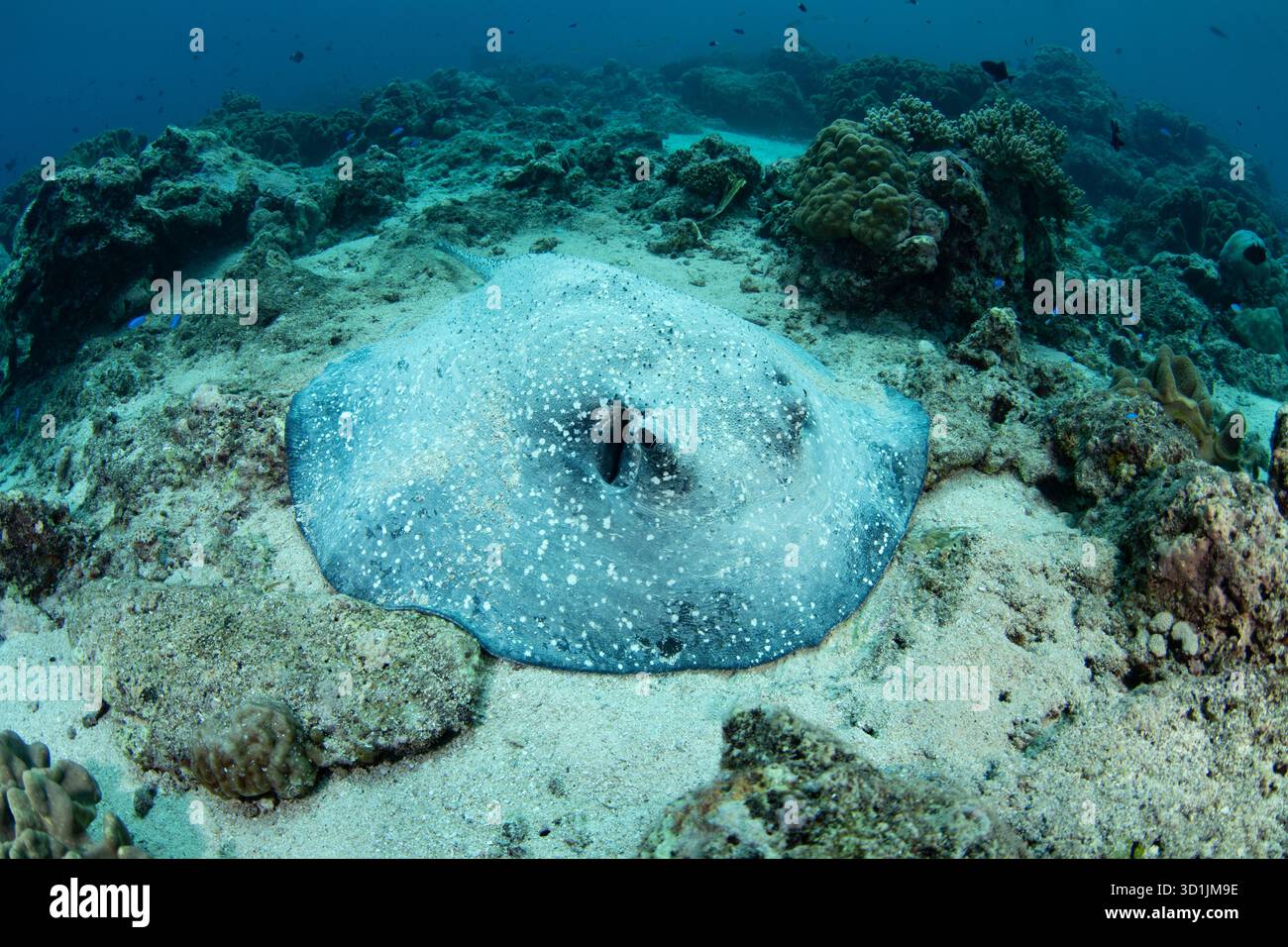 Un raro raggio di porcospino, Urogymnus asperrimus, si trova su un fondo di macerie coralline nel Mare di banda, Indonesia. Questo elasmobranco si nutre di creature bentoniche. Foto Stock