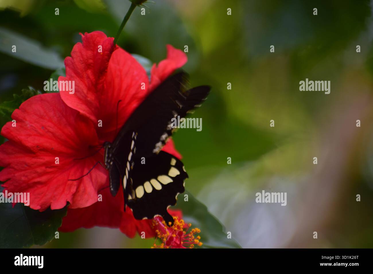 Hibiscus with Butterfly - A Harmony of Color and Nature's Beauty Foto Stock