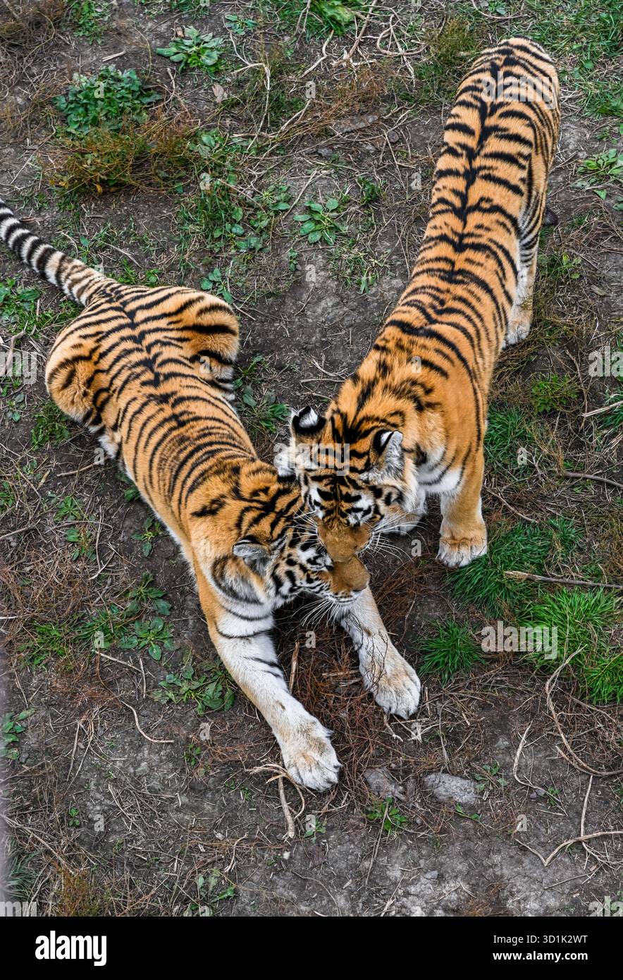 Due tigri Amur che toccano le teste a Primorsky Krai, Russia. Grandi gatti selvatici che mostrano una delicata interazione nell'habitat naturale. Foto Stock