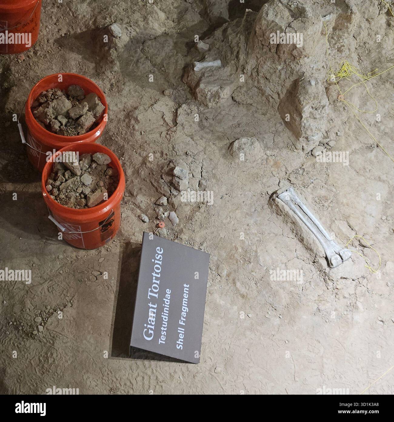 Guscio e ossa di tartaruga fossilizzati trovati al Waco Mammoth National Monument, Texas Foto Stock