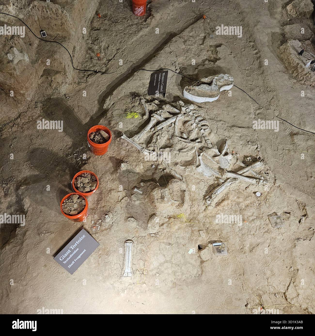 Guscio e ossa di tartaruga fossilizzati trovati al Waco Mammoth National Monument, Texas Foto Stock