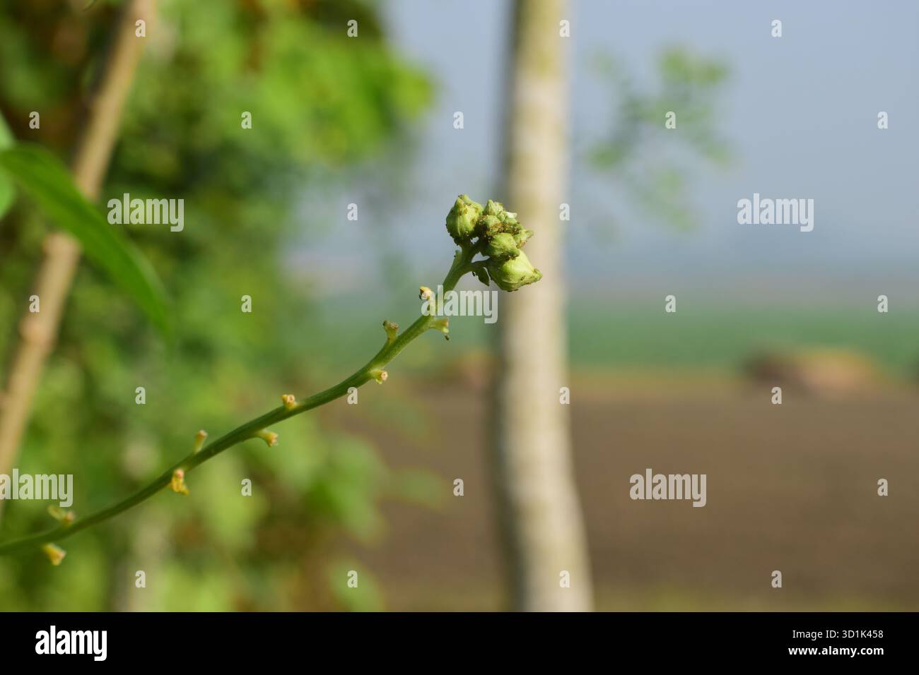 Maschio Dishrag Gourd Flower - Fiore giallo brillante della pianta di zucca di spugna Foto Stock