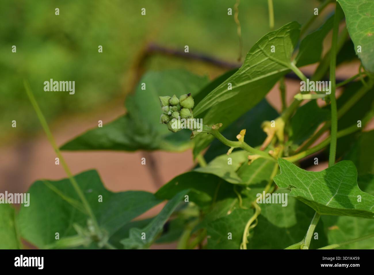 Maschio Dishrag Gourd Flower - Fiore giallo brillante della pianta di zucca di spugna Foto Stock