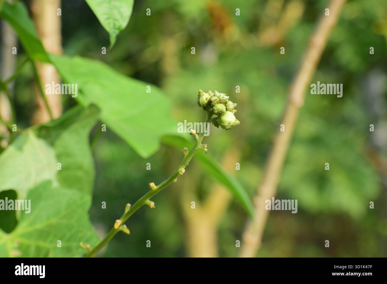 Maschio Dishrag Gourd Flower - Fiore giallo brillante della pianta di zucca di spugna Foto Stock