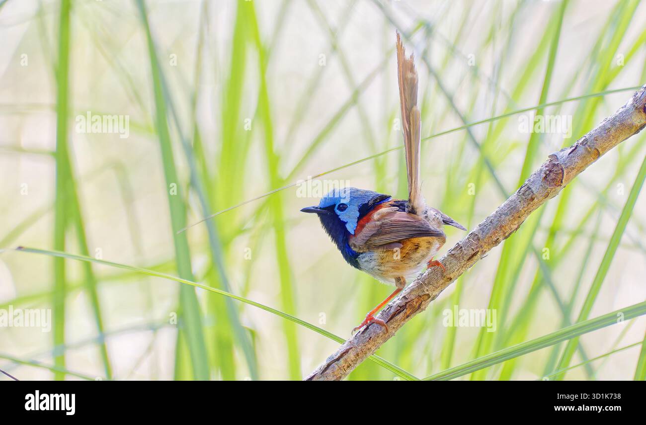 Un fairywren variegato maschile (Malurus lamberti) di colore blu e marrone arroccato su un ramo in erba, Port Macquarie, News South Wales, Australia Foto Stock