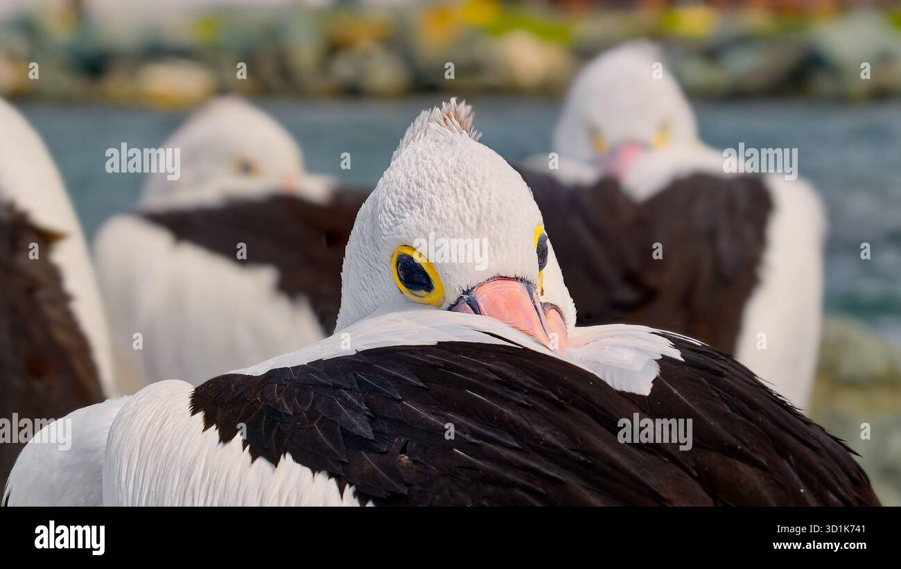 Primo piano di pellicani australiani (Pelecanus conspicillatus) con beccuccio ad occhiello giallo infilato nelle piume per riscaldarsi a Tuncurry, New South Wales, Australia Foto Stock