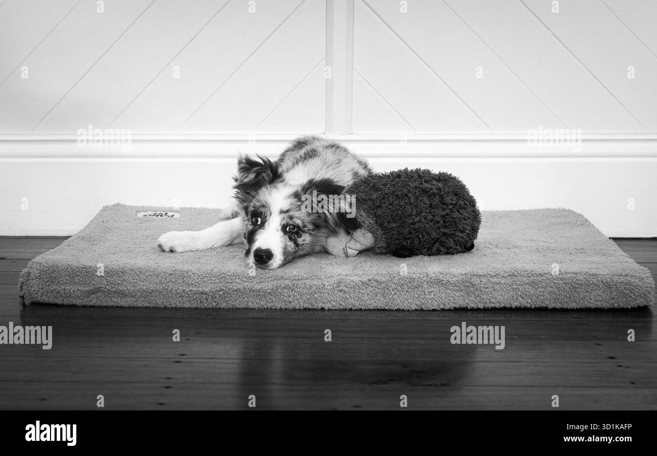 Border Collie cucciolo Foto Stock