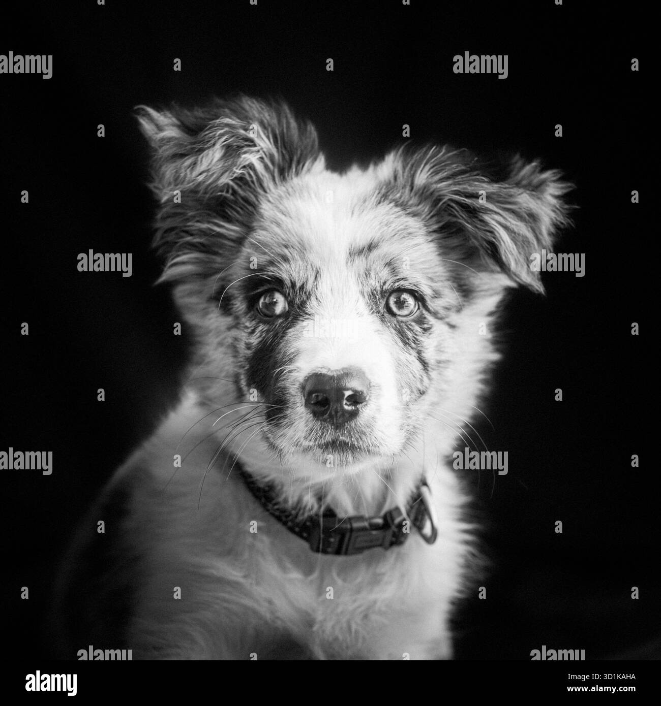 Border Collie cucciolo Foto Stock